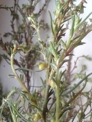 Salsola
