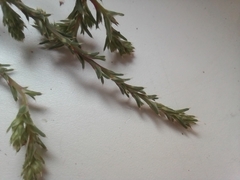 Salsola