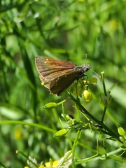Piruna pirus