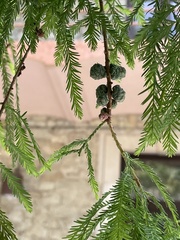 Taxodium mucronatum