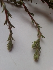 Salsola
