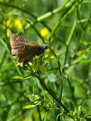 Piruna pirus