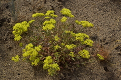 Eriogonum microtheca schoolcraftii