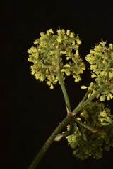 Eriogonum microtheca schoolcraftii