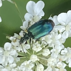 Lebia