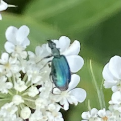 Lebia
