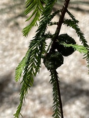 Taxodium mucronatum