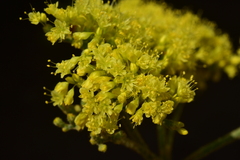 Eriogonum microtheca schoolcraftii