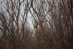 Embernagra platensis