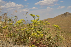 Eriogonum microtheca schoolcraftii