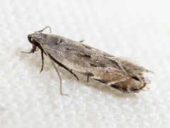 Battaristis nigratomella