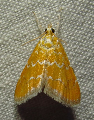 Xanthophysa psychicalis