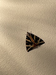 Euplagia quadripunctaria
