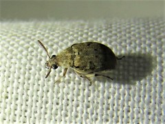 Algarobius bottimeri