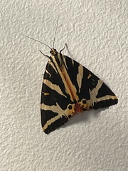 Euplagia quadripunctaria
