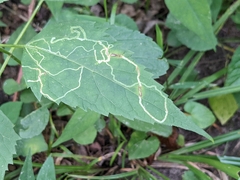 Liriomyza eupatoriella