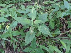 Liriomyza eupatoriella