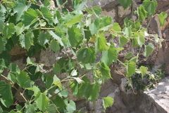 Vitis acerifolia