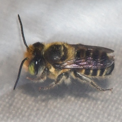 Megachile petulans