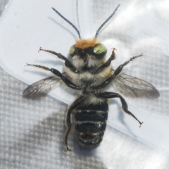 Megachile petulans