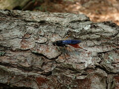 Urocerus cressoni