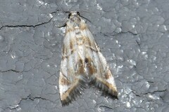 Eoparargyractis plevie