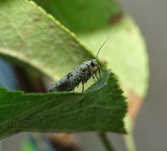 Yponomeuta irrorellus