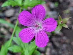 Geranium palustre