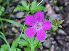 Geranium palustre