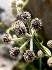 Angelica capitellata