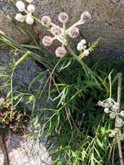 Angelica capitellata