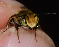 Megachile petulans
