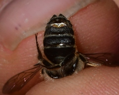Megachile petulans