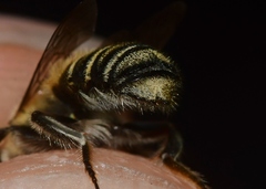 Megachile petulans