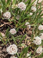 Eriogonum coloradense