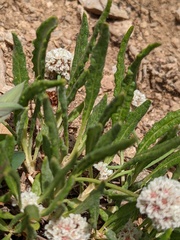 Eriogonum coloradense