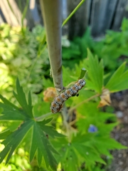Pyrrhia exprimens
