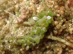 Sacoproteus smaragdinus