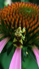 Phymata americana americana