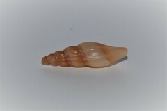 Mangelia attenuata