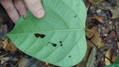 Elephantomene eburnea