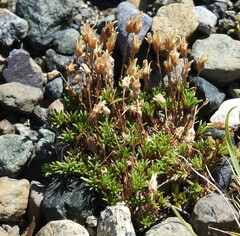 Cherleria marcescens