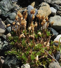 Cherleria marcescens