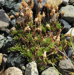 Cherleria marcescens