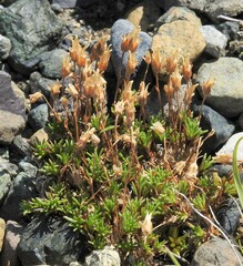 Cherleria marcescens