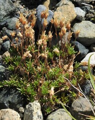 Cherleria marcescens