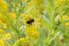 Bombus