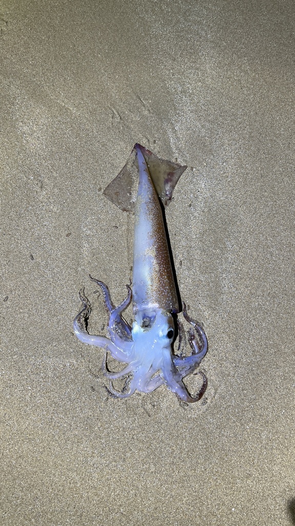 Gould's Flying Squid