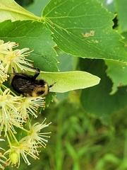 Bombus flavidus