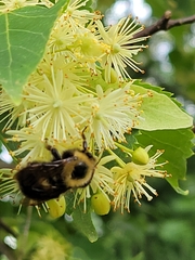Bombus flavidus
